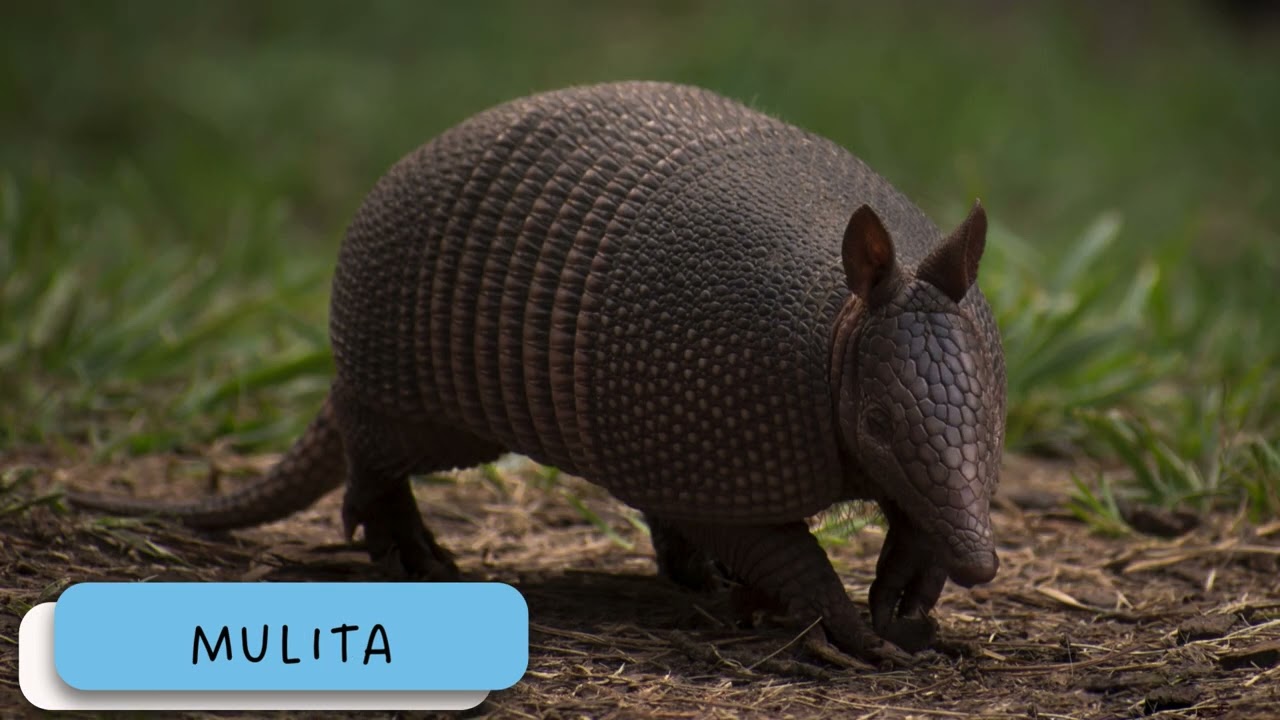 FAUNA AUTÓCTONA DE URUGUAY