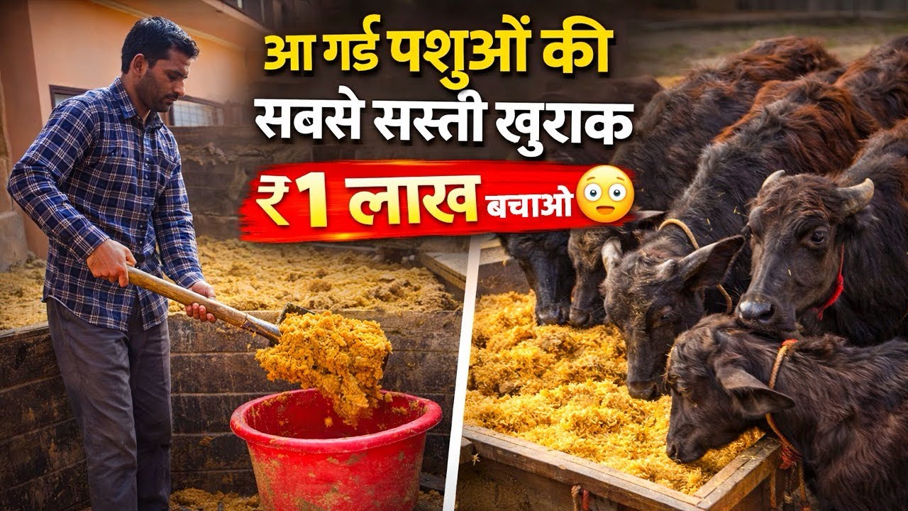 पशुओं की सबसे सस्ती खुराक, अब बचाओ लाखों रुपए 👌 Cheapest Feed For Cows and Buffalos 👍