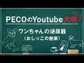 PECOのYoutube犬学～ワンちゃんの泌尿器（おしっこの健康）～