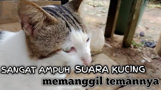 sangat ampuh suara kucing memanggil temannya