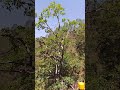 hill station nanital road