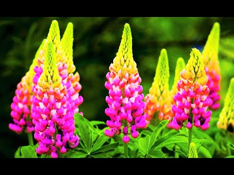 Video: Bimët e Scabiosa: Si të Rritni një Lule Pinkushi