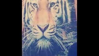 UDAN WAYAH WENGI KBSA_JOYO