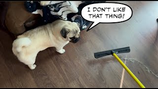 Tips and tricks  How do you clean up all that dog hair?