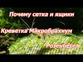 Почему сетка и ящики , Креветка Макробрахиум Розенберга (Macrobrachium rosenbergii)