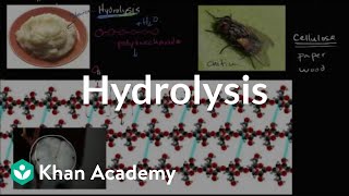 Hydrolysis