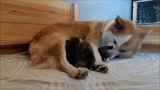 Rosiris H-Pentueen Ensimmäinen Viikko