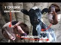 КУДА КАПАТЬ КОРОВУ В ЯРЕМНУЮ ИЛИ МОЛОЧНУЮ??? НА примере лечения кетоза