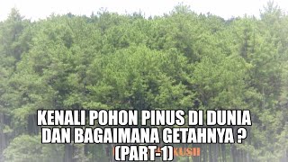 KENALI POHON PINUS  DI DUNIA & BAGAIMANA GETAHNYA (Part-1)