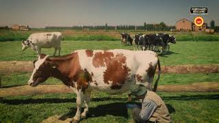 The Origin - EUCheese4Gulf- 30” English