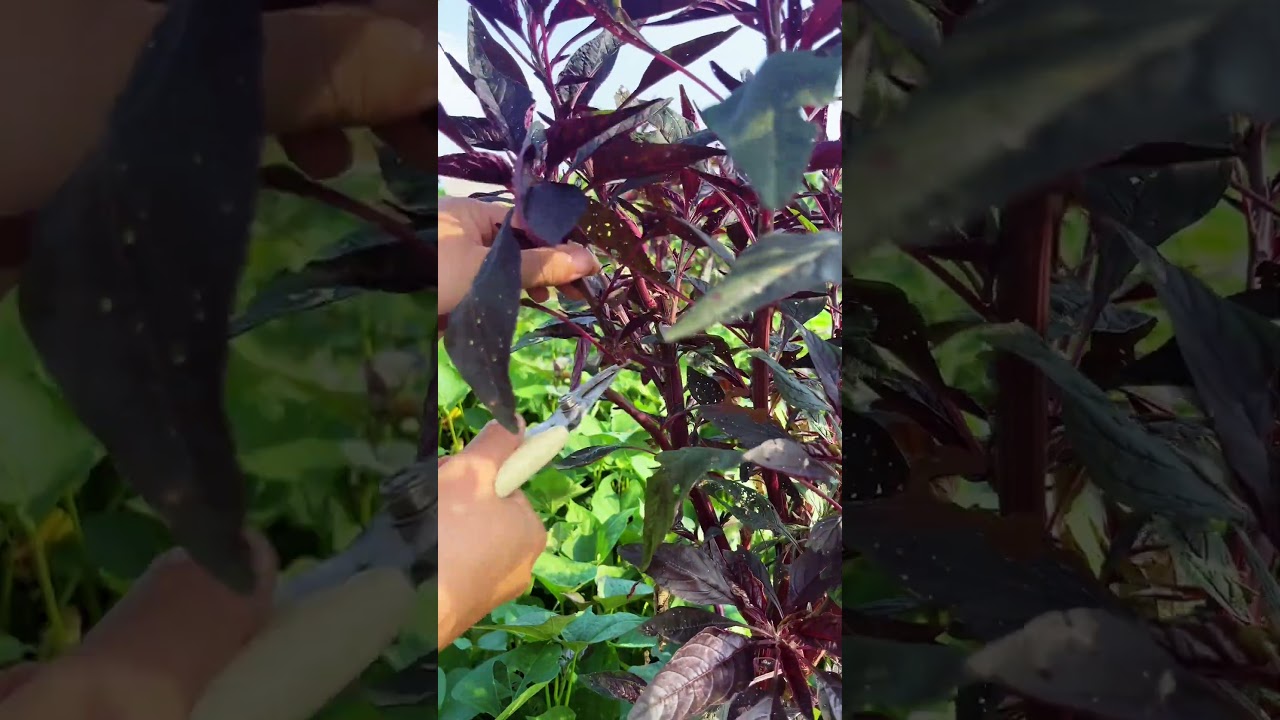 Freshly Harvested Amaranth Greens, Easy Growing Tips And Simple Home Cooking Recipe