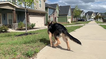 iPhone Xs Max using Zhiyun smooth 4 (4k 60fps)