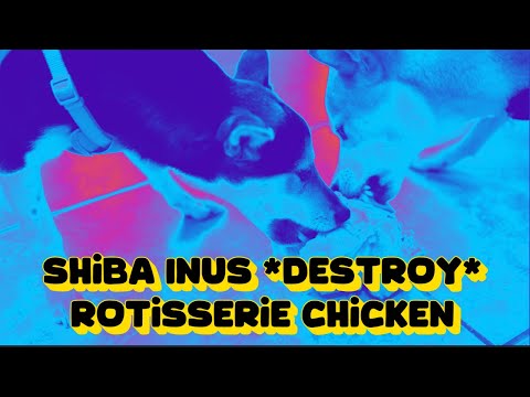 Shiba Inus DESTROY Rotisserie Chicken (Extreme Mukbang)