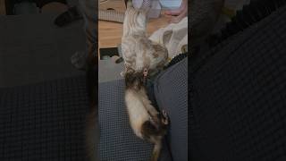 New Cat Pristess Has Appeared