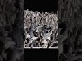 hindi pakistan India match
