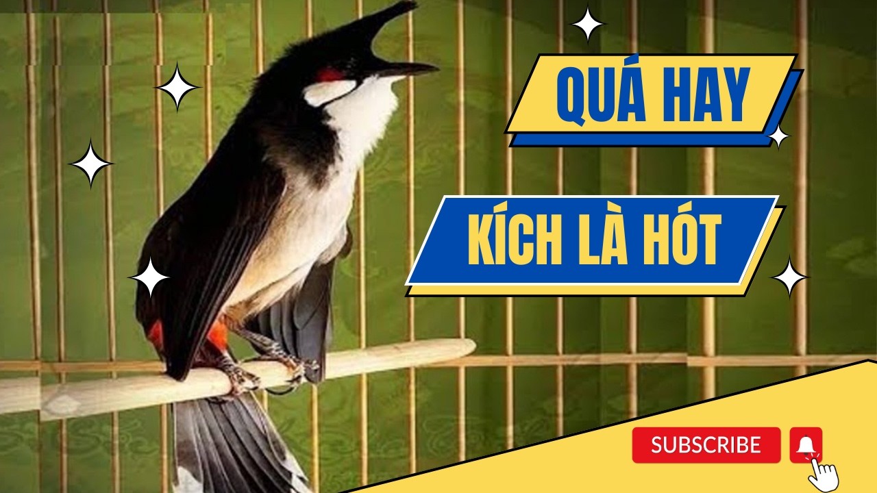 chào mào hót sáng kích bổi - luyện giọng hay ép bổi sổ bọng và căng lửa - chào mào hót đấu
