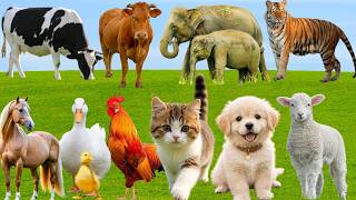 🌿 Discover Amazing Farm Animals: Cow, Horse, Sheep, Pig, Cat, Dog Duck – Relaxing Countryside Sounds screenshot 4