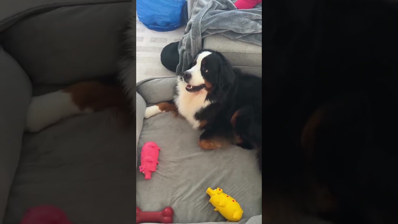 From box to studio-ready in minutes! 🛠️