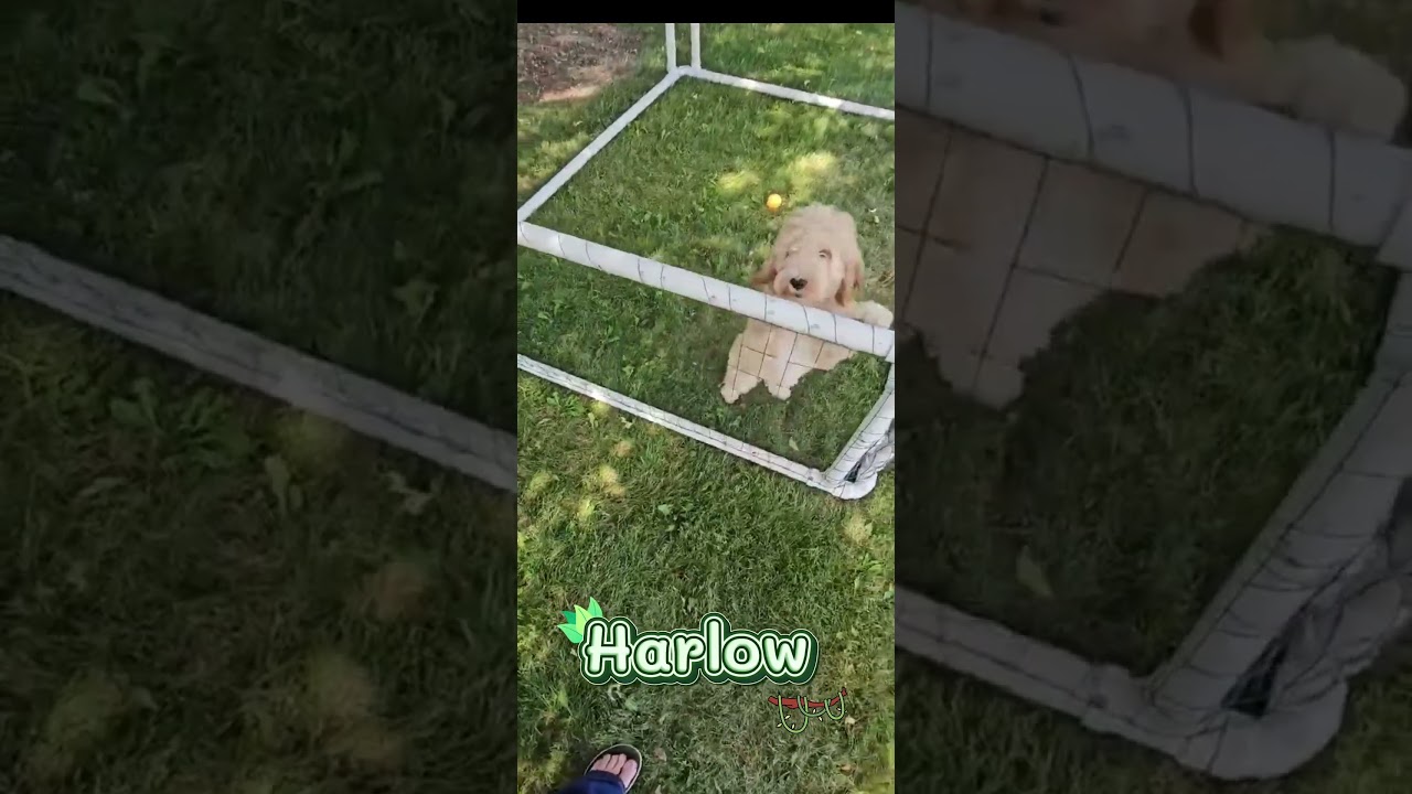 Meet Harlow Video