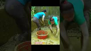 fish catching | #harvesting #gardening #farmlife #dailylife #farm #bushcraft