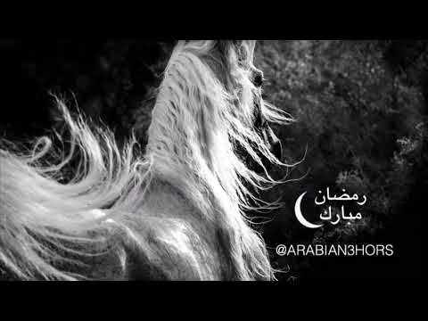 شهر رمضان الحصان العربي 