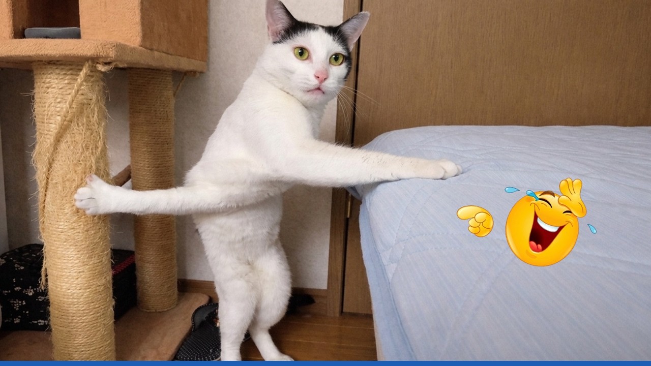 These CATS are too FUNNY! 🤣 | New Cat Videos 2026 Pop Cat Laugh - YouTube