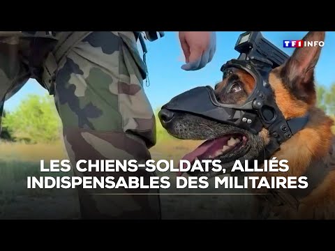 Les Chiens Soldats Des Alliés Indispensables Pour Les Militaires Français TF1 INFO
