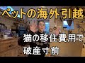 猫連れてイギリスから日本へ移住する費用で家計は火の車：国際家族の日々の食事と会話（バイリンガル字幕付き）：慣れないイギリスのブラックジョーク