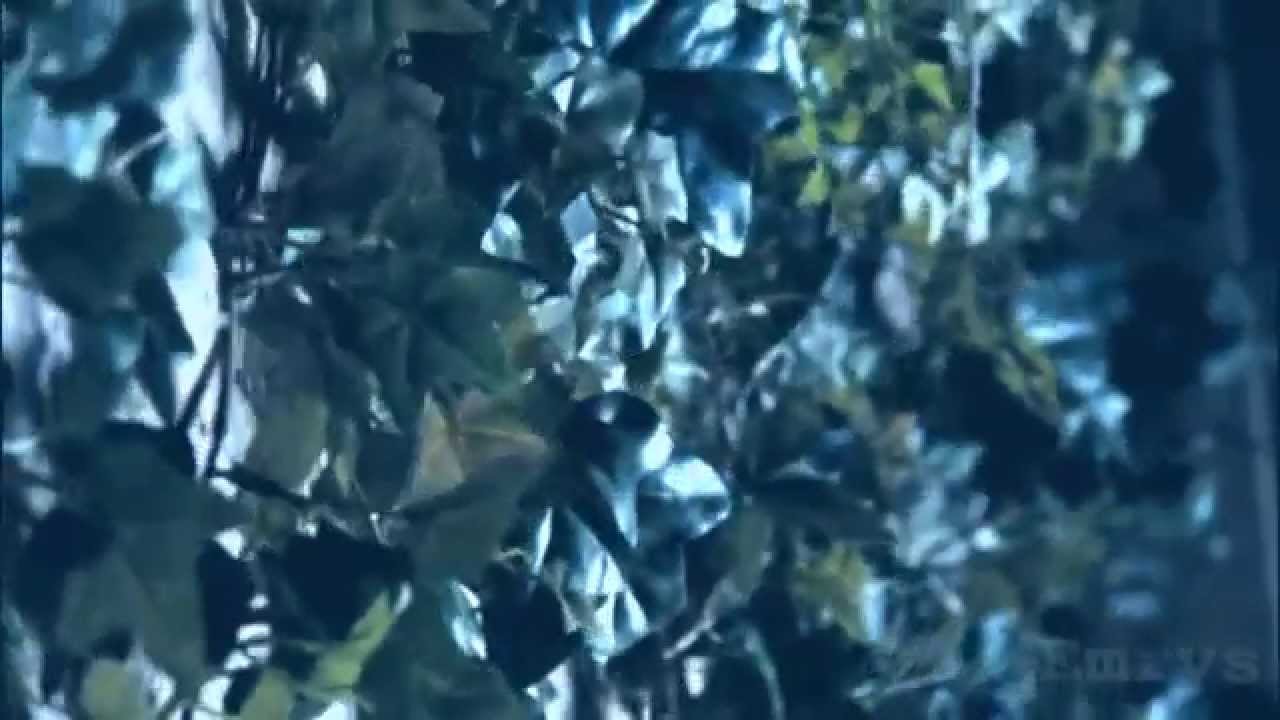 If I Could Melt Your Heart YouTube if-i-could-melt-your-heart-youtube