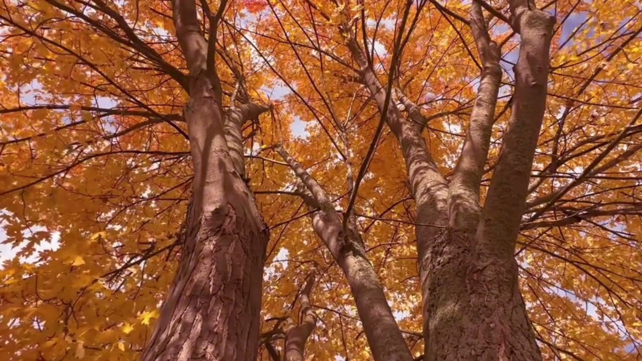 Deep Meditation Music | Inner Peace and Spiritual Awakening 