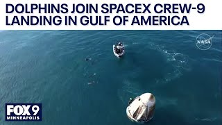 Dolphins circle NASA's SpaceX Crew-9 landing