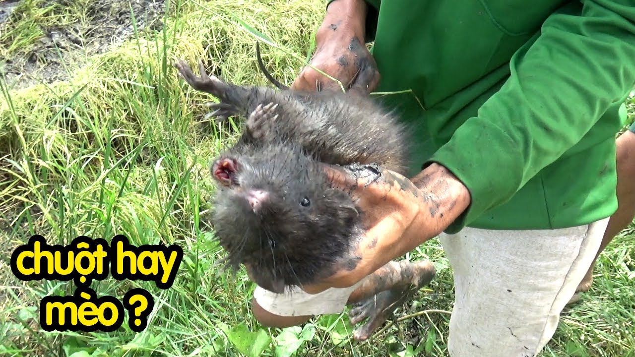 vật lộn bắt chuột khủng, miếng ruộng cuối toàn chuột khủng, chuột nướng bờ đê/săn bắt miền tây