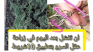 لن تفشل بعد اليوم في زراعة عقل شجر السرو ب10 شروط.successful conditions for growing cypress cuttings