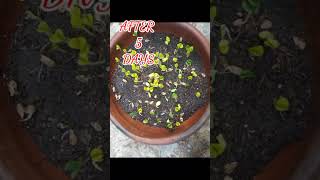 Famous STEP BY STEP PLANTING SQUASH FOR SEEDLING Net Worth