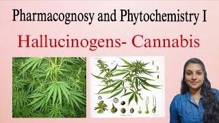Hallucinogen (Cannabis) Pharmacognosy & Phytochemistry I B.pharm 4Th Semester