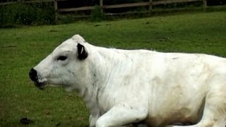 Old Macdonalds Medley