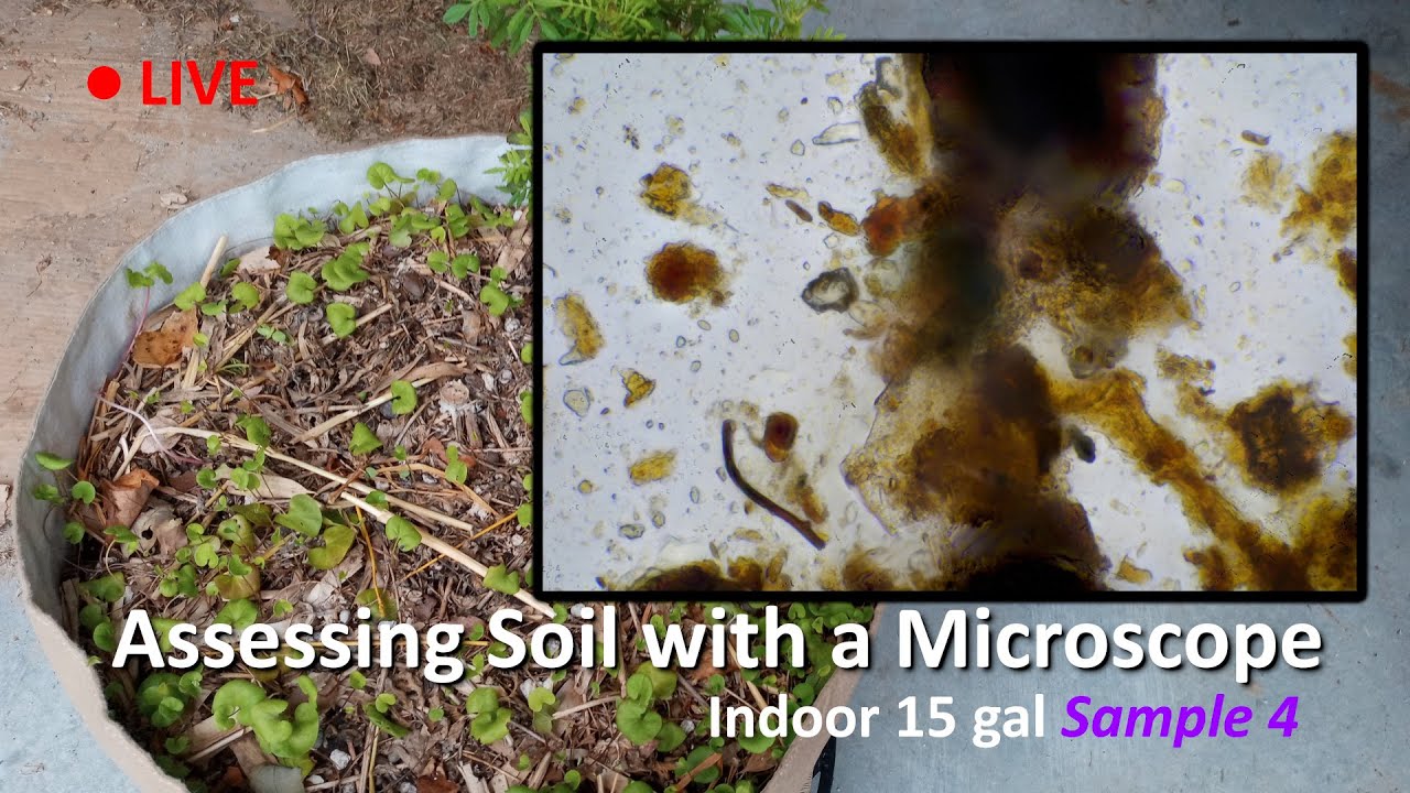 Live Soil Microscopy! Assessing Indoor Soil SAMPLE 4! Added JMS! - YouTube