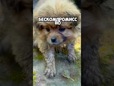 Подпишись на меня 😁#мотивацияивдохновение #топ #собака #песик #вреки #шортс
