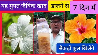 Hibiscus में य़ह चीज़ डाल दें सैकड़ों फूल खिलेंगे।Organic Fertilizer by Grandpa Garden 429 views 1 month ago 11 minutes, 31 seconds