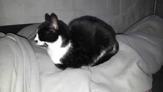 Molestando A La Gata Misha