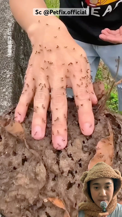 OH MY GOD THERE ARE SO MANY ANTS‼️@Petfix.official #shorts #funny #trendingshorts