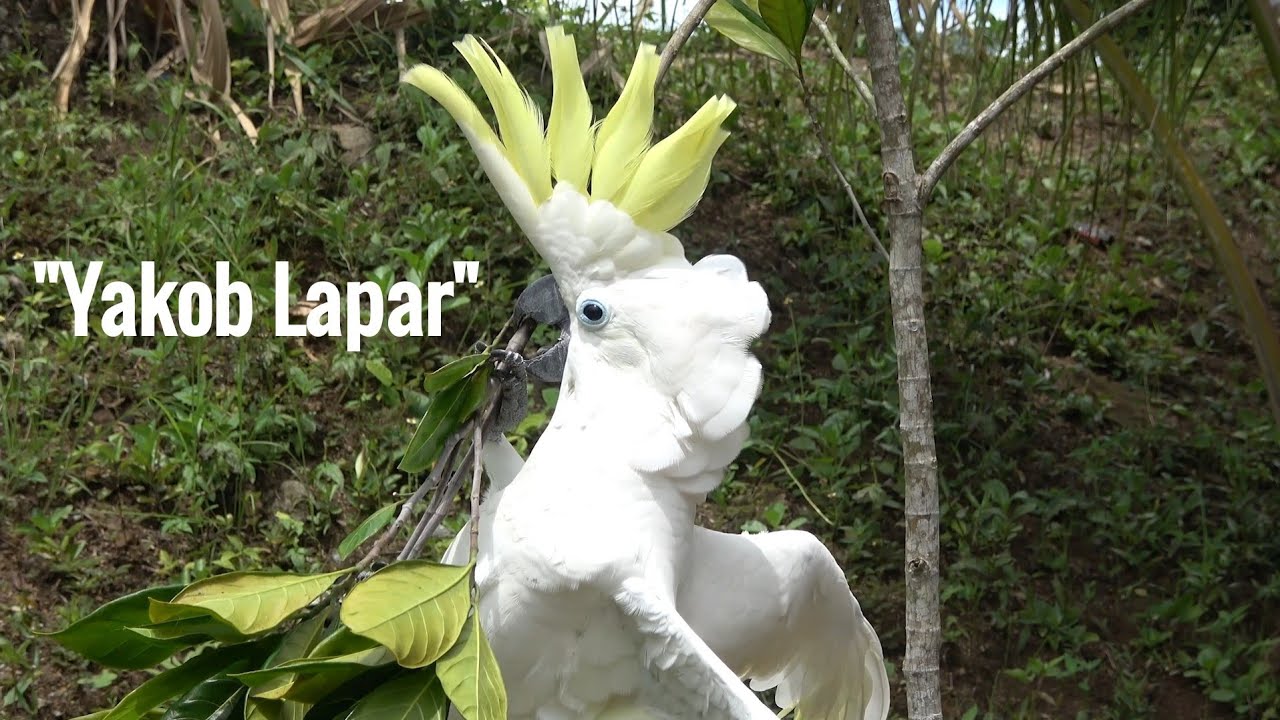 Burung Yakob Pintar Bicara