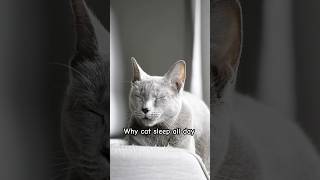 It Is A Cat Napping Time cat cute youtubeshorts animallovers sleep