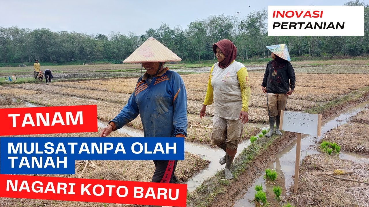 TANAM PADI DENGAN MULSA TANPA OLAH TANAH