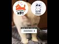 Sudah lumayan lama || Kucing Lucu Paling Ngakak Part 1860 || #funny #shorts #fyp