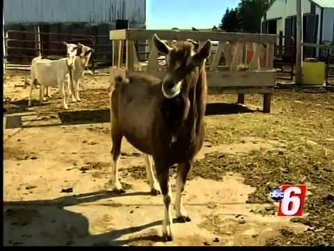 KAAL ABC News- Made in the Midwest Hand Crafted goat Milk Soap by Simple Soaps for Simple Folks-