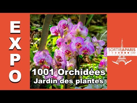 1001 Orchidées au Jardin des Plantes 2019 I Sortiraparis