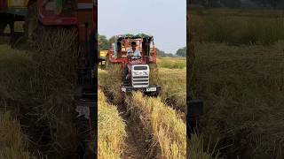 Massey ferguson tractor working with loaded trolley shorts