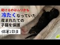 冷たくなっていた子猫の保護、2日目