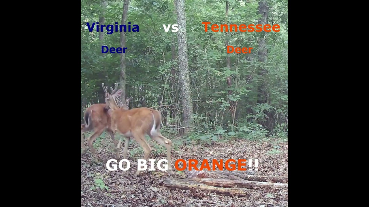 VIRGINIA DEER vs TENNESSEE DEER!!